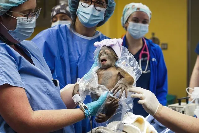 This photo provided by Busch Gardens Tampa Bay shows a newborn female endangered Bornean orangutan that was delivered by cesarean section on Saturday, April 13, 2024, in Tampa, Fla. The mother, Luna, is recuperating from surgery and will be reunited with the baby once she is stabilized. (Photo by Howard Lin/Busch Gardens Tampa Bay via AP Photo)