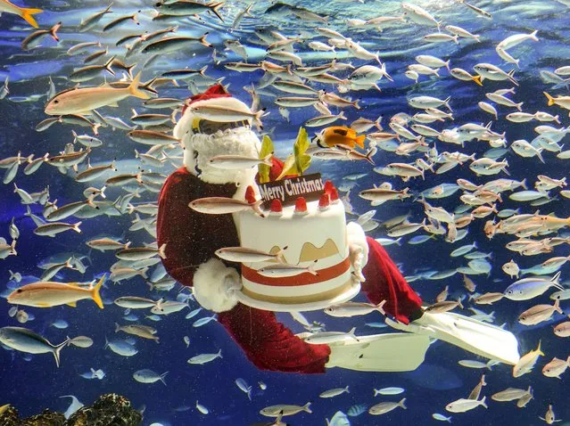 A diver wearing a Santa Claus costume holds a Christmas cake during a show at the Sunshine Aquarium at Ikebukuro in Tokyo, Japan, 25 December 2021. The aquarium did not inform the public about the performance time to avoid overcrowding amid the ongoing COVID-19 pandemic. (Photo by Kimimasa Mayama/EPA/EFE)