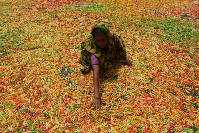 An Indian worker drys “fryums”, a finger shaped food made from seasoned dough, on the outskirts of Agartala on June 18, 2019. (Photo by AFP Photo/Stringer)