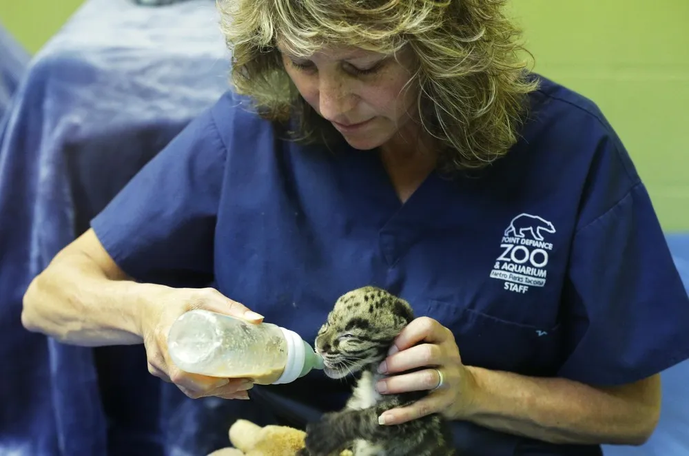 Newborn Clouded Leopard Cubs, Tacoma, Washington