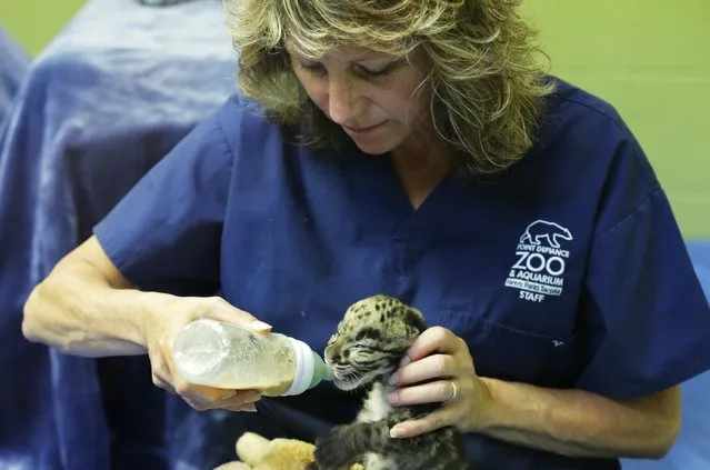 One of the four clouded leopard cubs currently at the Point Defiance Zoo & Aquarium, is fed formula from a bottle by staff biologist Shannon Smith, Friday, June 5, 2015 in Tacoma, Wash. The quadruplets were born on May 12, 2015 and now weigh about 1.7 lbs. each. Friday was their first official day on display for public viewing, usually during their every-four-hours bottle-feeding sessions, which were started after the cubs' mother did not show enough interest in continuing to nurse them. (AP Photo/Ted S. Warren)