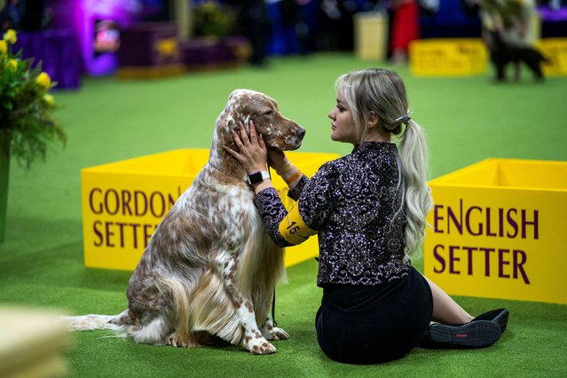 Melandes, an English Setter from Phoenix, Arizona, competes in the Sporting Group during the 148th Westminster Kennel Club Dog Show at the USTA Billie Jean King National Tennis Center in New York City, New York, May 14, 2024. (Photo by Eduardo Munoz/Reuters)