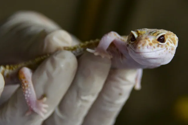 An albino leopard gecko is seen handled by a nature conservation agency officer, after it and several other geckos were handed over by an exotic pet keeper in Banda Aceh on July 22, 2019. (Photo by Chaideer Mahyuddin/AFP Photo)