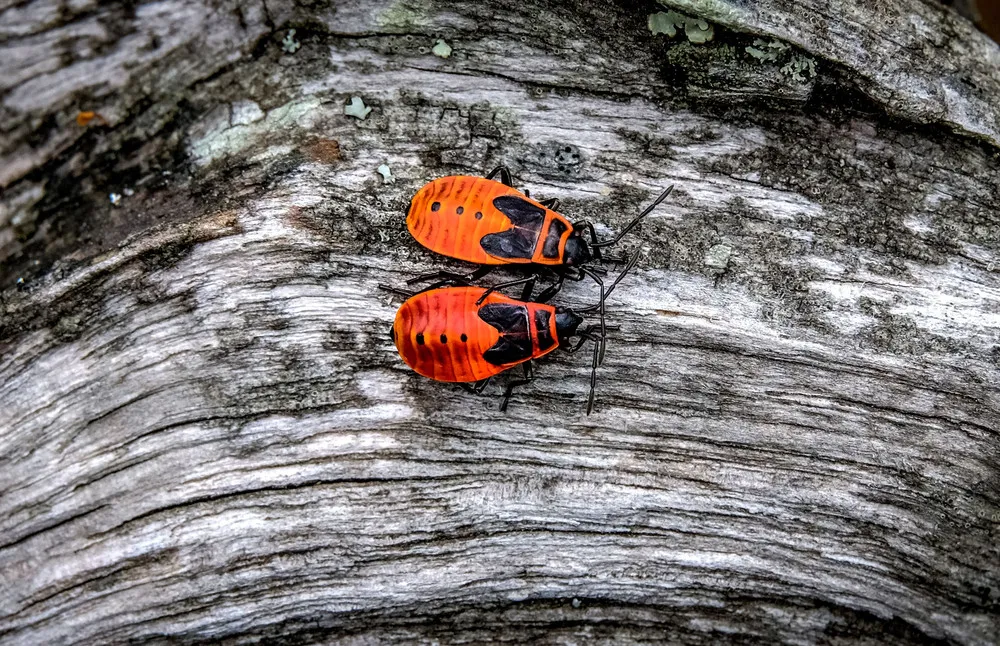 Some Photos: Insects