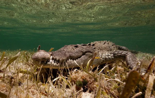 An American saltwater crocodile (Crocodylus acutus) in Banco Chinchorro biosphere reserve in Coatzacoalcos, Mexico. It is distinguishable from its cousin, the American alligator, by its longer, thinner snout, its lighter colour, and two long teeth on the lower jaw. This species is among the largest of the world’s crocodiles, with central and south American males reaching lengths of up to 20 feet (6,1 m). (Photo by J. Chauser/Alamy Stock Photo)