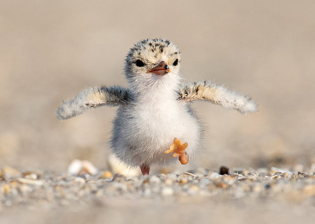 A tern chick takes its first steps in the first decade of June 2024 at Nickerson Beach, New York, a common nesting location. (Photo by Suraj Ramamurthy/Solent News)