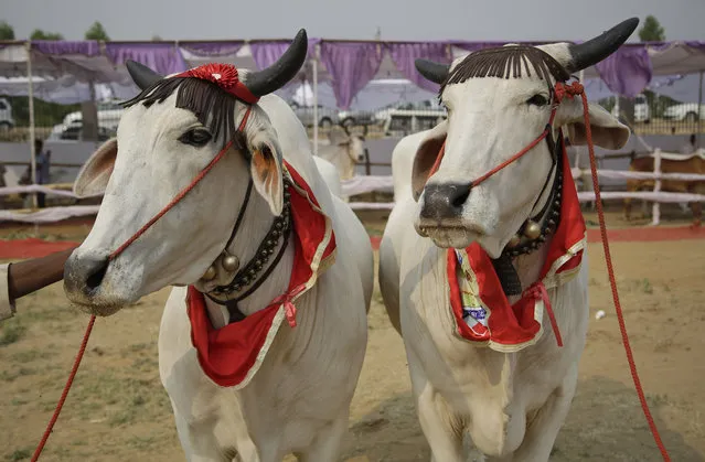A pair of bulls wait for their turn to walk the ramp during a bovine beauty pageant in Rohtak, India, Saturday, May 7, 2016. Hundreds of cows and bulls walked the ramp in the bovine beauty pageant aimed at promoting domestic cattle breeds and raising awareness about animal health. (Photo by Altaf Qadri/AP Photo)