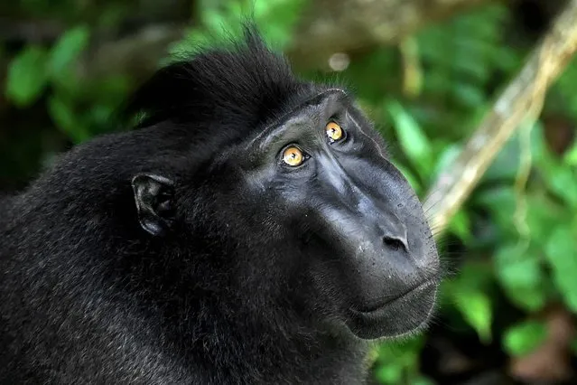 This picture taken on February 19, 2017 shows a black crested macaque (Macaca nigra) in the Tangkoko nature reserve in northern Sulawesi. Authorities and activists are stepping up efforts to persuade villagers on Sulawesi island to stop consuming the critically endangered monkeys, one of many exotic creatures that form part of the local indigenous community's diet. The animal, whose scientific name is Macaca nigra, is part of a kaleidoscope of exotic wildlife found across Indonesia, including tigers and orangutans, who face a range of threats from poachers to the destruction of their habitat. (Photo by Bay Ismoyo/AFP Photo)