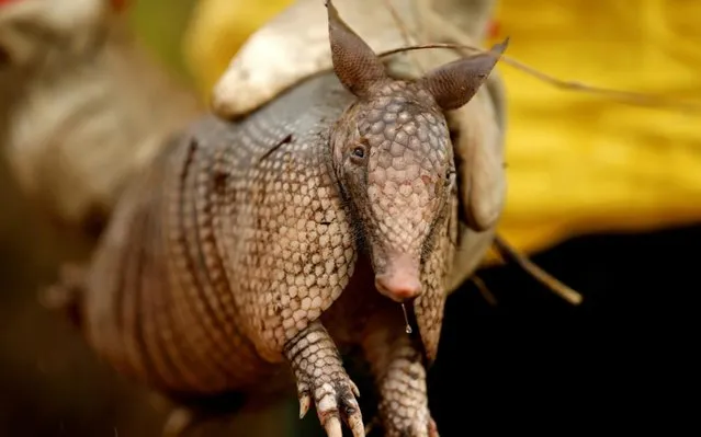 A Brazilian Institute for the Environment and Renewable Natural Resources (IBAMA) fire brigade member shows an injured armadillo as he attempts to control hot points during a fire in Apui, Amazonas state, Brazil on September 3, 2019. (Photo by Bruno Kelly/Reuters)