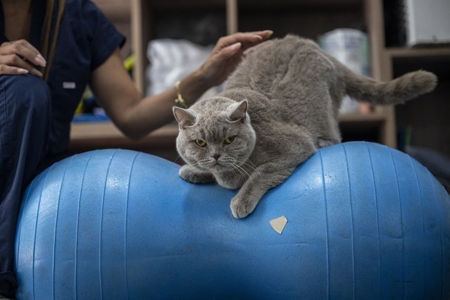4-year-old cat named Siraz lost 6 kilos by doing pilates and swimming in Ankara, Turkiye on June 13, 2024. (Photo by Mehmet Futsi/Anadolu via Getty Images)