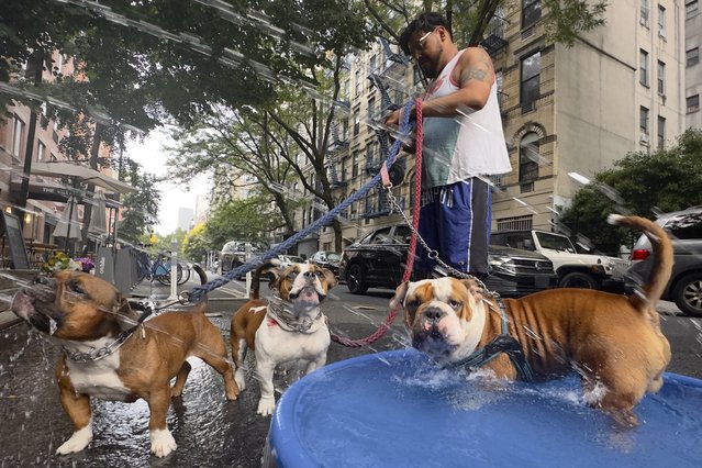 Edgar Sanchez stops on a walk with his dogs who cool off in a pool beside a fire hydrant sprayer, Saturday, June 22, 2024, in the Lower East Side neighborhood of New York. (Photo by John Minchillo/AP Photo)