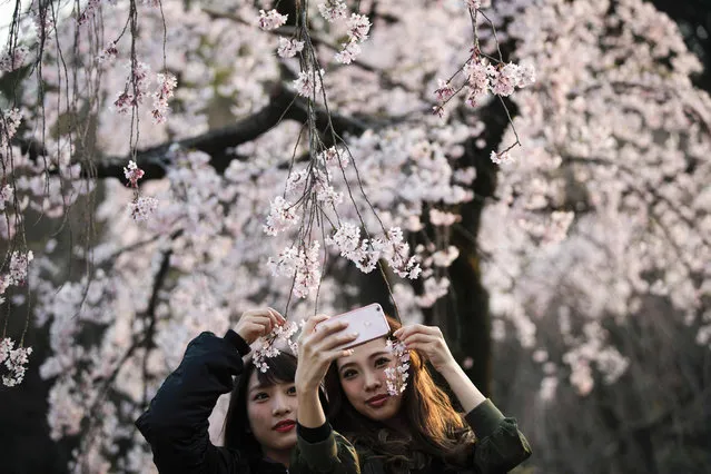 Women take selfies with cherry blossoms in a park in Tokyo on March 30, 2017. (Photo by Behrouz Mehri/AFP Photo)