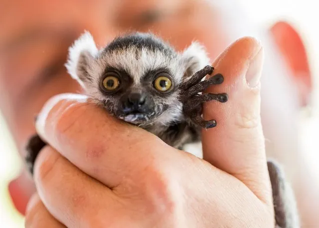 Animal keeper Silvio Dietzel holds ring-tailed lemur baby “Heather” on May 3, 2017 at the Affenwald Straussberg animal park in Straussberg, central Germany. (Photo by AFP Photo/DPA/Arifoto UG)