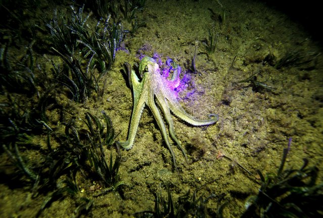 An octopus is seen during night dives to show the living things under the sea, on the coasts of Karaburun district in Izmir, Turkiye on October 05, 2023. (Photo by Mahmut Serdar Alaku/Anadolu via Getty Images)