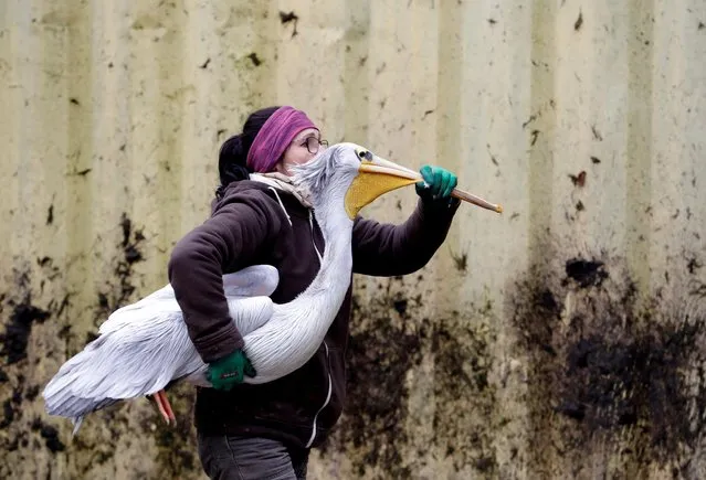 A zoo keeper carries a pelican to move it to its winter enclosure at Dvur Kralove Zoo in Dvur Kralove nad Labem, Czech Republic November 5, 2019. (Photo by David W. Cerny/Reuters)
