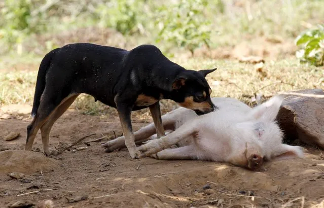 A dog plays with a pig in the village of Kogelo, west of Kenya's capital Nairobi, July 15, 2015. (Photo by Thomas Mukoya/Reuters)