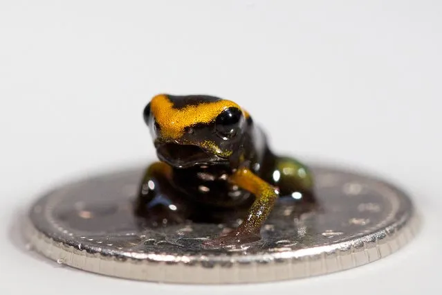 A baby Poison Dart frog sits on a five pence piece at the London Aquarium in London on June 17, 2014. The London Aquarium unveiled their recently born baby Poison Dart frog, an endangered species and the first ever to be born there, following a successful breeding programme. (Photo by Andrew Cowie/AFP Photo)