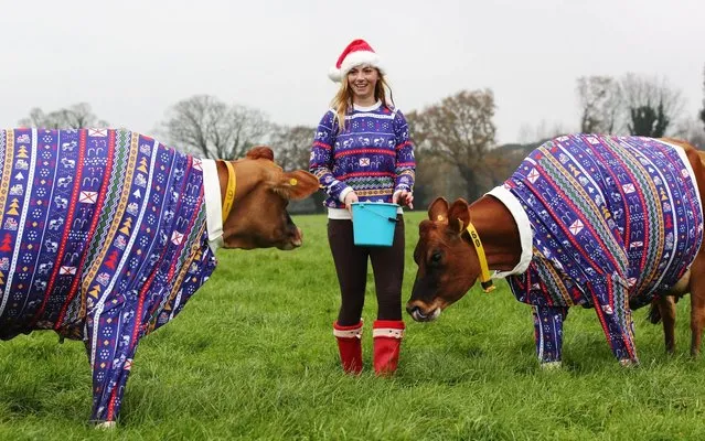 Ahead of Christmas Jumper Day, Jersey's biggest Christmas fan, farmer Becky Houzé and her herd of Jersey cows Carol, Holly, Mary, Mariah Dairy and Noelle celebrate the season with matching Christmas jumpers on December 9, 2019, to keep festively warm this winter. (Photo by Visit Jersey/Rex Features/Shutterstock)