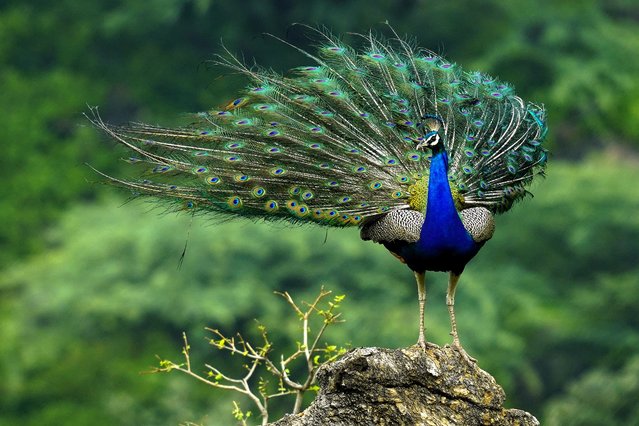 A peacock displays its feathers after monsoon rains on the outskirts of Ajmer, India on August 25, 2024. (Photo by Himanshu Sharma/AFP Photo)