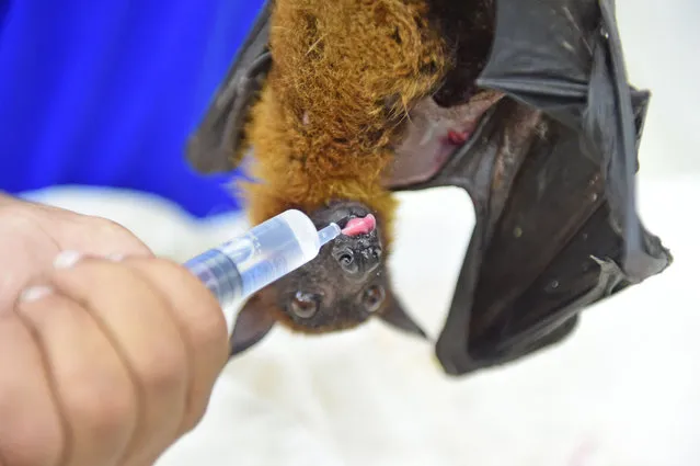 In this picture taken on May 3, 2022, Shervin Everett (not pictured), hospital curator, feeds an Indian Flying Fox at Jivdaya Charitable Trust in Ahmedabad. An early start to summer has brought record temperatures and made life a misery for both humans and animal life, with experts warning that climate change is making such conditions more intense and more frequent. (Photo by Sam Panthaky/AFP Photo)