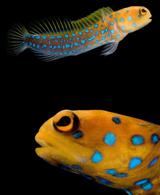 Wildlife photographer Danté Fenolio has headed into areas untouched by sunlight – deep seas, caves and underground – and found creatures that are exploding with colour. First are these blue-spotted jawfishes, which live in tropical reefs in the eastern-central Pacific Ocean, including the Gulf of California. They live in burrows that they block themselves inside each evening. In the morning, they remove the debris so they can pass through the burrow opening again. (Photo by Danté Fenolio/The Guardian/Johns Hopkins University Press)