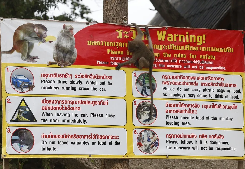 Too many Monkeys