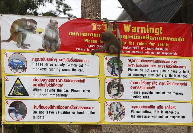 A monkey climbs on the warning sign at the Wat Khao Takiab temple area in Hua Hin city, Prachuap Khiri Khan Province, Thailand, 15 July 2017. (Photo by Narong Sangnak/EPA/EFE)