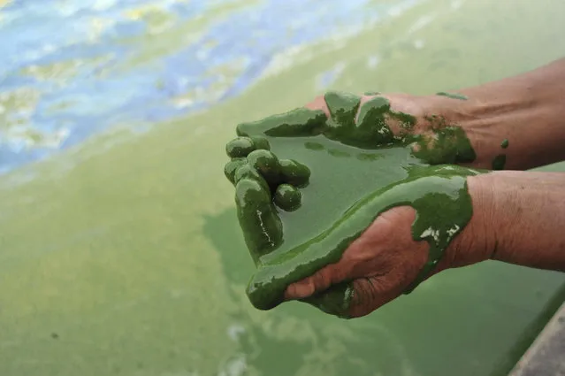 A fisherman fills his cupped palms with water from the algae-filled Chaohu Lake in Hefei, Anhui province, June 16, 2009. The country has invested 51 billion yuan towards the construction of 2,712 projects for the treatment of eight rivers and lakes including Huaihe River, Haihe River, Liaohe River, Chaohu Lake, Dianchi Lake, Songhua River, the Three Gorges region of the Yangtze River and its upstream area, Xinhua News Agency reported. (Photo by Reuters/Stringer)