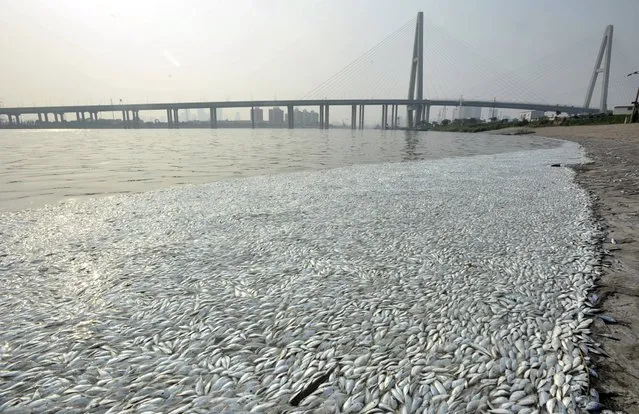 Dead fish are seen on the banks of Haihe river at Binhai new district in Tianjin, China, August 20, 2015. No toxic levels of cyanide have been detected in water samples taken from the Haihe river where the large number of dead fish were spotted on Thursday after last week's explosions at the north China port, according to the city's environment monitoring center, Xinhua News Agency reported. (Photo by Reuters/Stringer)