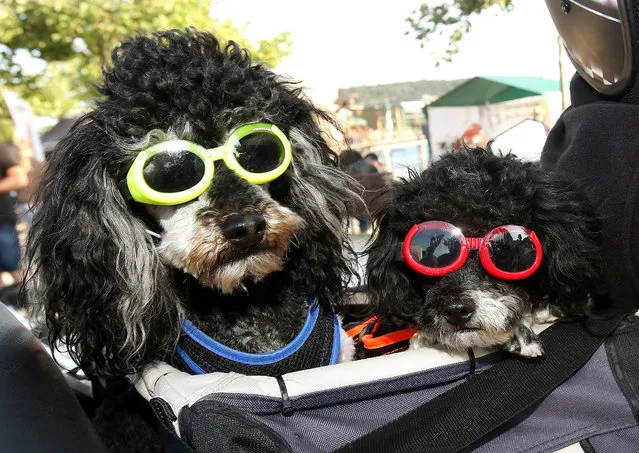 Poodles Lucky and Bobby wear sunglasses as they sit on their mistress' trike to take part in the Biker-Days event for motorcycle enthousiasts in Pfullendorf, southern Germany, on July 9, 2016. (Photo by Thomas Warnack/AFP Photo/DPA)