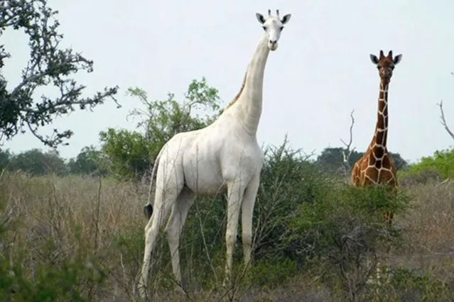 A handout image made available by the Ishaqbini Hirola Community Conservancy on March 10, 2020 shows the rare white giraffe taken on May 31, 2017, in Garissa county in North Eastern Kenya. Kenya's only female white giraffe and her calf have been killed by poachers, conservationists said on March 10, 2020, in a major blow for the rare animals found nowhere else in the world. The bodies of the two giraffes were found “in a skeletal state after being killed by armed poachers” in Garissa in eastern Kenya, the Ishaqbini Hirola Community Conservancy said in a statement. Their deaths leave one surviving white giraffe – a lone male borne by the same slaughtered female, the conservancy said. (Photo by Caters News Agency/AFP Photo)