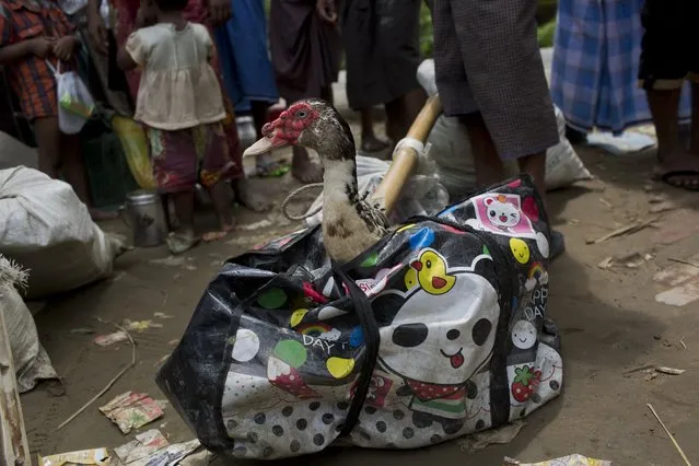 In this Thursday, September 7, 2017 photo, a duck pops its neck out of a bag, carried across the border from Myanmar into Bangladesh by fleeing Rohingya Muslim in Teknaf area. (Photo by Bernat Armangue/AP Photo)
