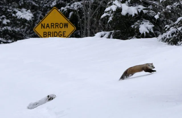 A pine marten bounds off into the woods to hide until a vehicle passes by, temporarily abandoning a snowshoe hare it had been dragging up a snowy hill next to a logging road, Friday, March 21, 2014, near Jackman, Maine. Martens are members of the weasel family. (Photo by Robert F. Bukaty/AP Photo)