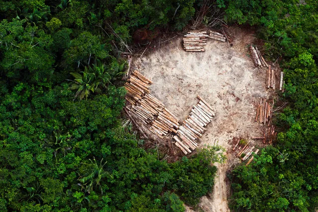 An aerial view of indigenous land in the region of Altamira in the Brazilian Amazon, cleared for illegal logging. (Photo by Daniel Beltra/Photographers Against Wildlife Crime/Wildscreen/The Guardian)