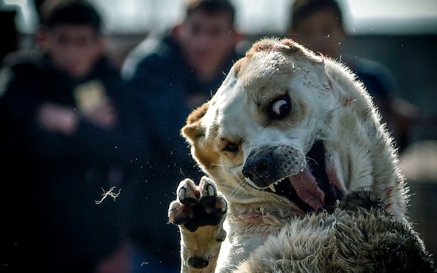 Two wolfhounds take part in a dogfight in a stadium in the Kyrgyzstan capital Bishkek on November 5, 2017, during fights organized by a local breeders aiming to improve the Asian Shepherd breed, organizers said. (Photo by Vyacheslav Oseledko/AFP Photo)