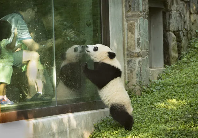 Giant panda cub Bei Bei is attracted by visitors to his habitat as the zoo celebrates his first birthday at the Smithsonian National Zoo in Washington, DC on August 20, 2016. (Photo by Linda Davidson/The Washington Post)