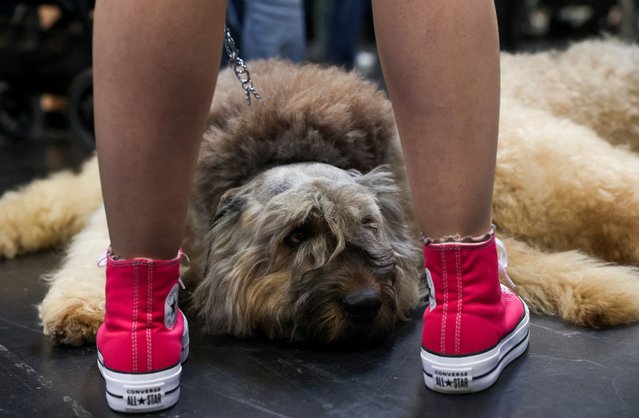 A Bouvier des Flandres rests next to his owner during the final day of the Crufts dog show in Birmingham, Britain, on March 8, 2025. (Photo by Temilade Adelaja/Reuters)