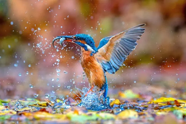 A kingfisher dives into the leafy water of the River Alde near Rendham, Suffolk in the second decade of November 2022 and catches two fish. Kingfishers must be able to see the fish they want to catch before making their dive, so for this bird to be successful when leaves covered the surface of the water shows its true skill for survival. (Photo by Ivor Ottley/Animal News Agency)