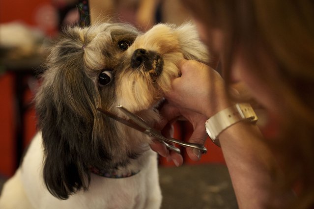 A dog takes part in a grooming competition at the Pet Expo 2025, a pet show in Bucharest, Romania, Saturday, March 22, 2025. (Photo by Vadim Ghirda/AP Photo)