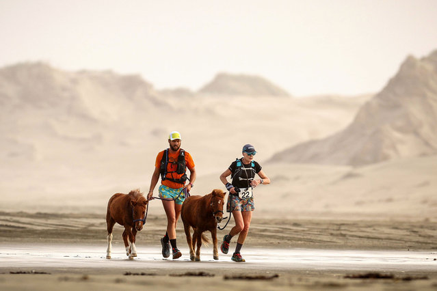 Ben Wilkes leading Gucci (L) and Diane Livingston leading Vivienne run along 90 Mile Beach during the final day of the the Great North Gallop on April 21, 2025 in Houhora, New Zealand. Set against the breathtaking backdrop of Northland's wild beaches and dense forests, the Born to Run Great Northern Gallop is a one-of-a-kind 100km multi-day adventure race where participants run or walk alongside spirited miniature ponies. Each day covers 25km across terrain rarely open to the public, with runners and their tiny equine partners navigating stretches of the iconic 90 Mile Beach and remote wilderness, all while wild horses may be glimpsed roaming free. Evenings are spent camping near the coast, fostering camaraderie under the stars, and every team—whether seasoned athletes or families—receives training and support, ensuring both runners and ponies are cared for. Chloe Phillips-Harris organises the annual event to raise funds for the welfare of miniature horses in her care. She rescues and rehabilitates at least 15 ponies a year and takes them from crippling lameness, starvation and neglect to running 100km over four days. Chloe says the event takes people out of their comfort zone and shows how robust and capable these horses can be. (Photo by Fiona Goodall/Getty Images)