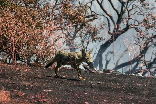 A coyote runs away from the Apple Fire in Cherry Valley, Calif., Saturday, August 1, 2020. A wildfire northwest of Palm Springs flared up Saturday afternoon, prompting authorities to issue new evacuation orders as firefighters fought the blaze in triple-degree heat. (Photo by Ringo H.W. Chiu/AP Photo)