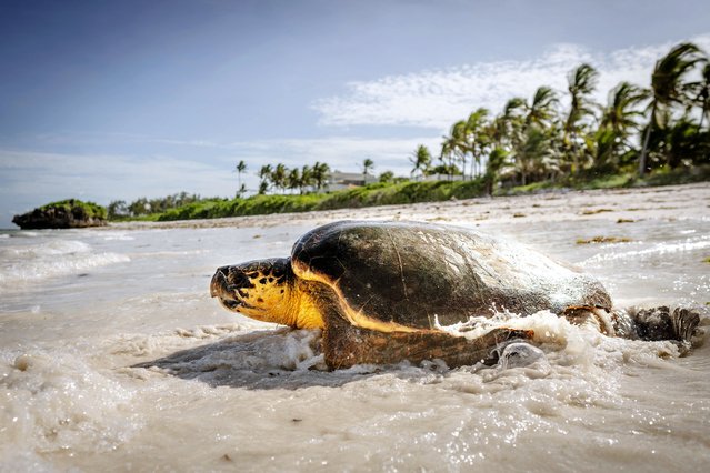 A matured Loggerhead sea turtle released by staff from Local conservation makes its way back into the ocean, in Watamu on May 23, 2025. Local Ocean Conservation protects 50-100 turtle nests along the beaches in Watamu each year and works closely with fishermen to rescue turtles accidentally caught in fishing gear. Since 1998, over 24,000 turtles have been rescued, assessed, tagged, and released back into the ocean. At the turtle rehabilitation centre, sick and injured turtles often suffering from wounds, exhaustion, or diseases like Fibropapillomatosis, receive care before being returned to the wild, the centre not only help turtles but is also open to visitors and schools, as well as researchers and volunteers. (Photo by Fredrik Lerneryd/AFP Photo)