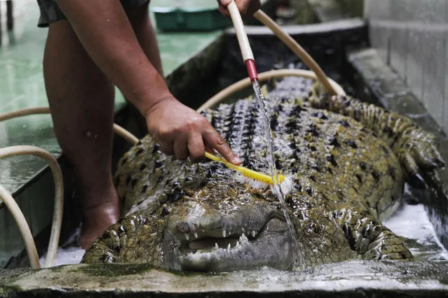 Irwan bathes a domesticated crocodile at his house in Bogor, Indonesia on January 22, 2018. Irwan found it as a baby and now it has been living with Irwans family for 20 years. Indonesia is known as a hotbed of exotic pet domestication and trade. People have been known to keep endangered animals such as slow lorises, eagles and pangolins, angering conservationists and animal rights activists. (Photo by Eko Siswono Toyudho/Anadolu Agency/Getty Images)