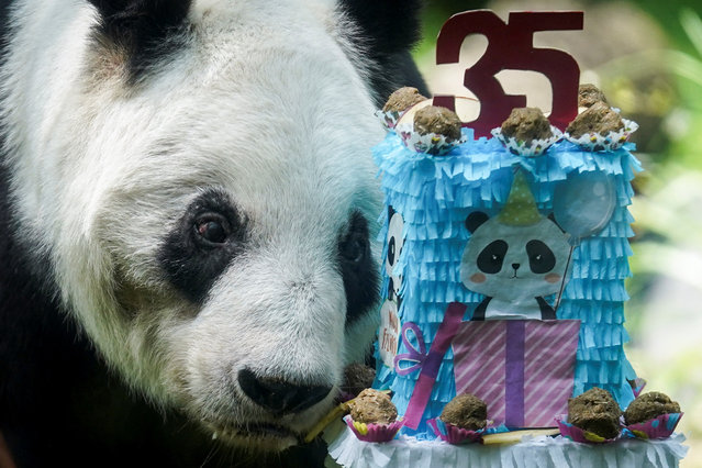 Giant panda Xin Xin stands next to a paper cake celebrating its 35th birthday at the Chapultepec Zoo in Mexico City, Mexico on June 29, 2025. (Photo by Toya Sarno Jordan/Reuters)