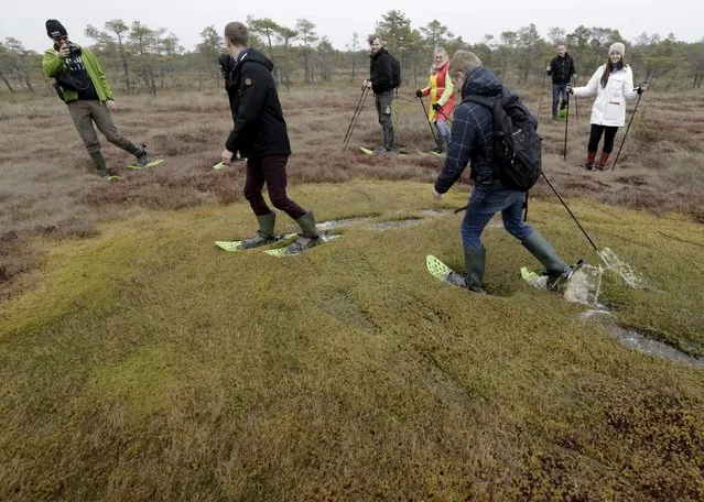 People use snowshoes during a tour of the Great Kemeri Bog, Latvia, October 17, 2015. (Photo by Ints Kalnins/Reuters)
