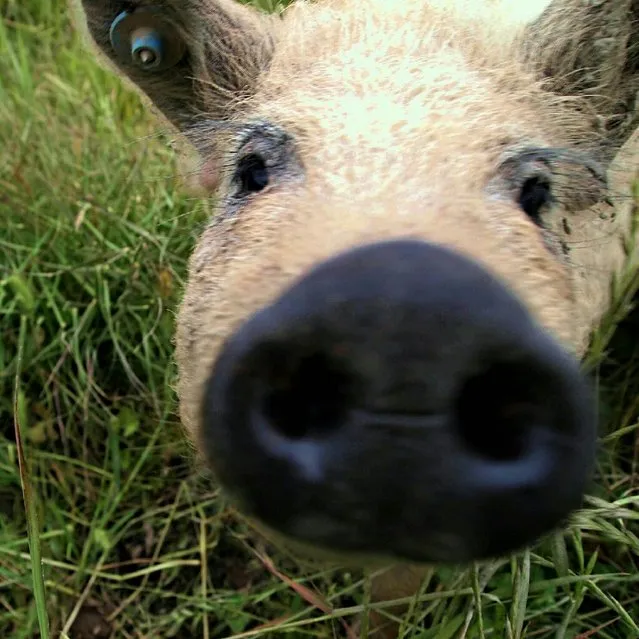 Mangalitsa The Hairy Pig