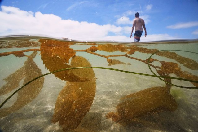 A man walks past kelp as he goes for a swim in the Pacific Ocean at La Jolla Shores, Thursday, July 24, 2025, in San Diego. (Photo by Gregory Bull/AP Photo)