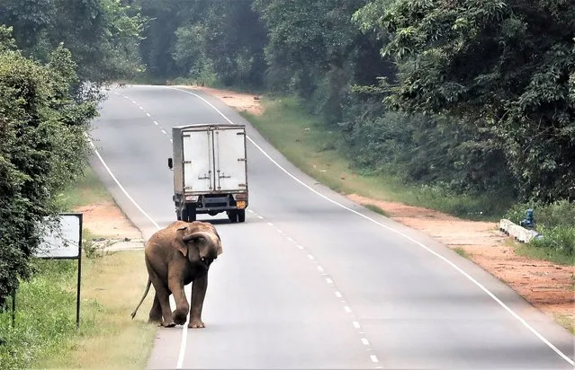 A wild elephant walks along the Trincomalee road in Habarana, Sri Lanka on January 22, 2023. (Photo by Dinuka Liyanawatte/Reuters)