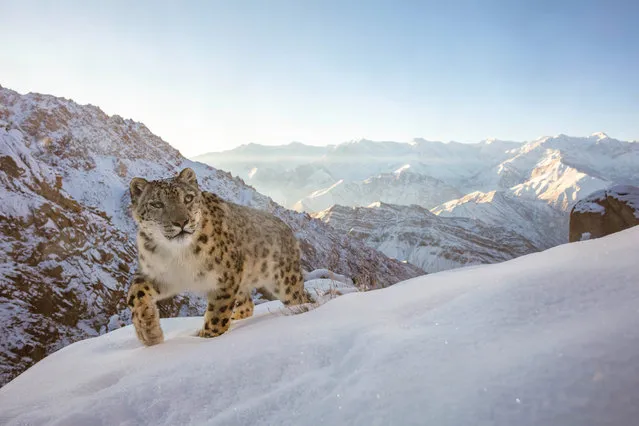 Snow Leopard in the Indian Himalayas. The gold winner in the animals in their habitats category. (Photo by Sascha Fonseca/World Nature Photography Awards 2022)