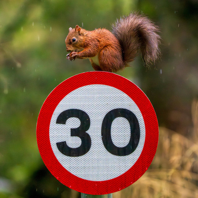 Standalone picture dated September 20th, 2025 shows a Red Squirrel in the rain near Hawes, North Yorkshire. Red Squirrels were once found across the UK but have disappeared from most of the country due to the introduction of grey squirrels. Now red squirrels are confined to Scotland, pockets of northern England and Wales and small islands off England's south coast. (Photo by Richard Coulstock/Bav Media)